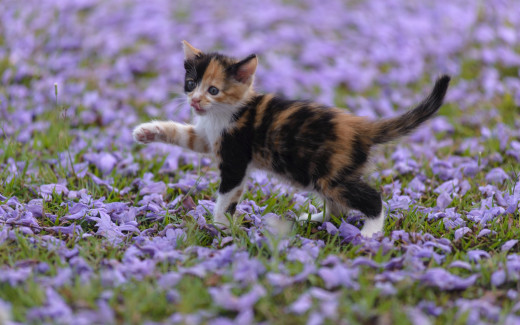907362 (a): :2560x1600